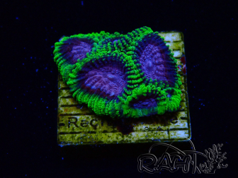 WYSIWYG - WWC Favia Space Monkey 3D5