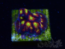 WYSIWYG - RAH Favites Skittles