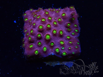 WYSIWYG - CB Cyphastrea Blingbling 3M8