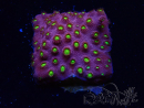 WYSIWYG - CB Cyphastrea Blingbling