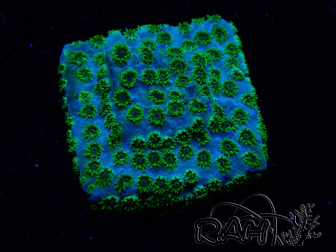 WYSIWYG - RAH Cyphastrea Minefiels
