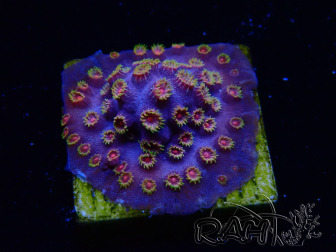 WYSIWYG - RAH Cyphastrea Purple Rain