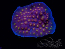 WYSIWYG - WWC Cyphastrea Rainbow Madness