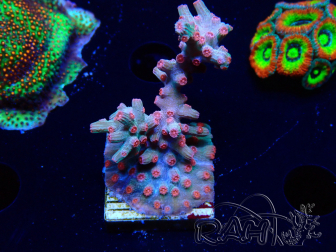 WYSIWYG - RAH Cyphastrea decadia Red