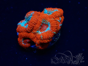 WYSIWYG - RAH Micromussa Lava Burst B2