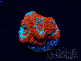 WYSIWYG - RAH Micromussa Lava Burst C2