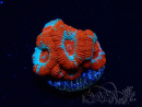 WYSIWYG - RAH Micromussa Lava Burst C2