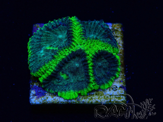 WYSIWYG - RAH Favia Toxic Halo