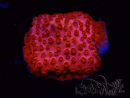 WYSIWYG - AK Candyland Cyphastrea
