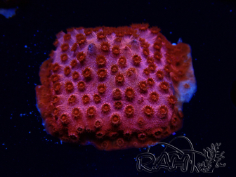 WYSIWYG - AK Cyphastrea Candyland 3P11
