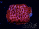 WYSIWYG - AK Candyland Cyphastrea