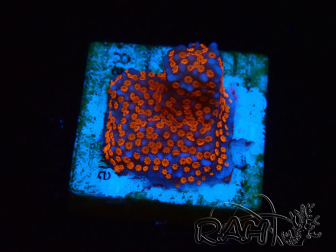 WYSIWYG Montipora Superman