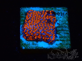 WYSIWYG Montipora Superman