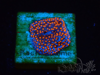 WYSIWYG Montipora Superman 11A3