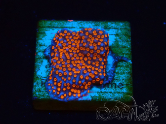 WYSIWYG Montipora Superman