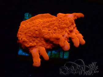 WYSIWYG Montipora Setosa
