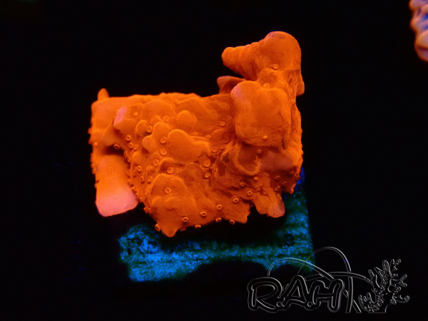 WYSIWYG Montipora Setosa Purple Grafted