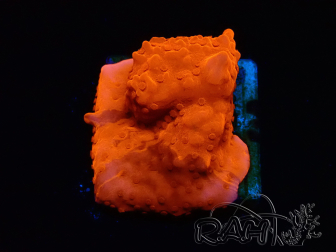 WYSIWYG Montipora Setosa Purple Grafted 11A8