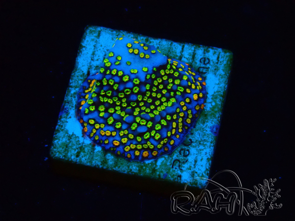 WYSIWYG Montipora Ultraman