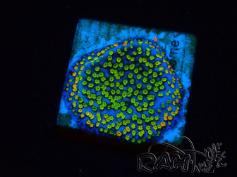 WYSIWYG Montipora Ultraman