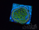 WYSIWYG Montipora Ultraman