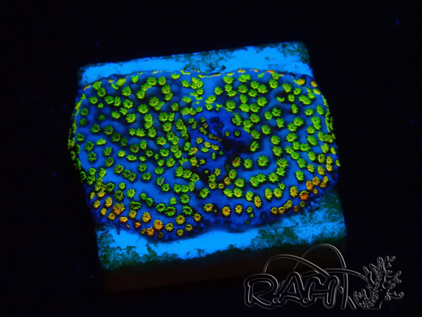 WYSIWYG Montipora ultraman