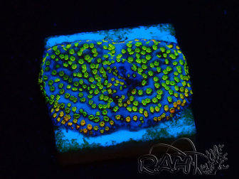 WYSIWYG Montipora tuberculosa ultraman 11B3