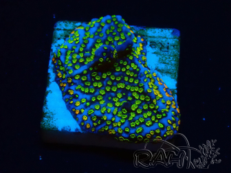 WYSIWYG Montipora Ultraman
