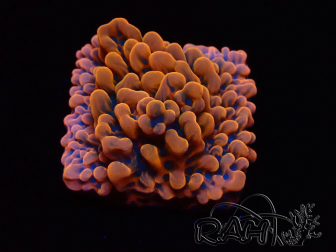 WYSIWYG JF Montipora Altered Ego