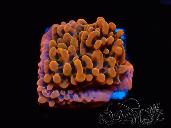 WYSIWYG JF Montipora Altered Ego