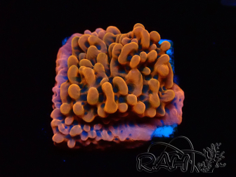 WYSIWYG JF Montipora Altered Ego