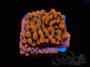 WYSIWYG JF Montipora Altered Ego
