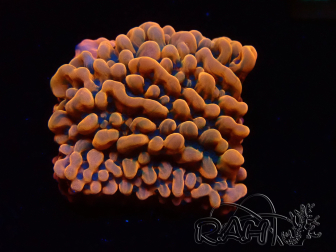 WYSIWYG JF Montipora Altered Ego 11B7