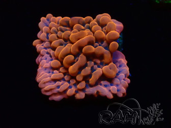 WYSIWYG JF Montipora Altered Ego