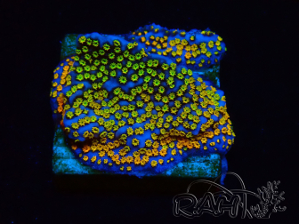 WYSIWYG Montipora Rainbow