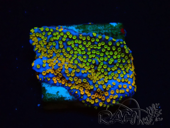 WYSIWYG Montipora Rainbow 11C2