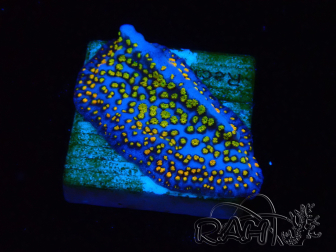 WYSIWYG Montipora Rainbow