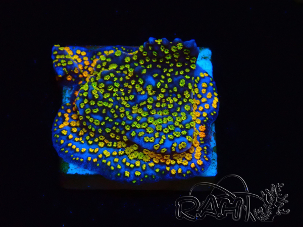 WYSIWYG Montipora Rainbow