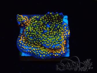 WYSIWYG Montipora Rainbow