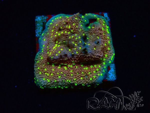 WYSIWYG Montipora Habanero