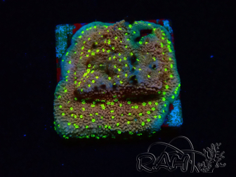 WYSIWYG Montipora Habanero