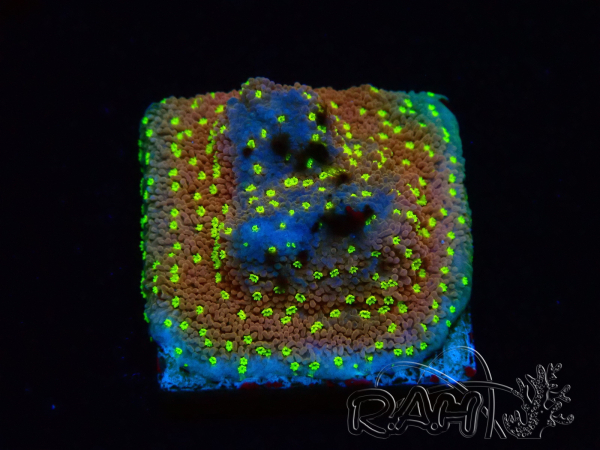 WYSIWYG Montipora Habanero