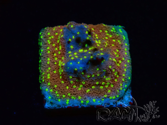 WYSIWYG Montipora Habanero