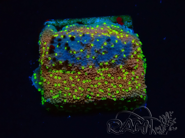 WYSIWYG Montipora Habanero 11C8