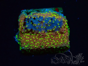 WYSIWYG Montipora Habanero 11C8
