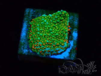 WYSIWYG Montipora Chili Pepper