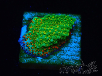 WYSIWYG Montipora Chili Pepper