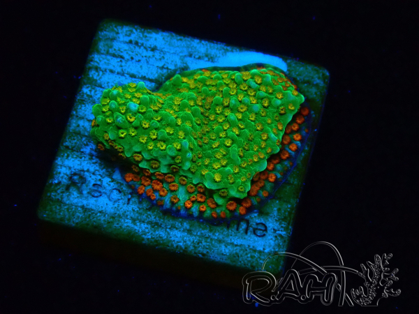 WYSIWYG Montipora Chili Pepper 11D3