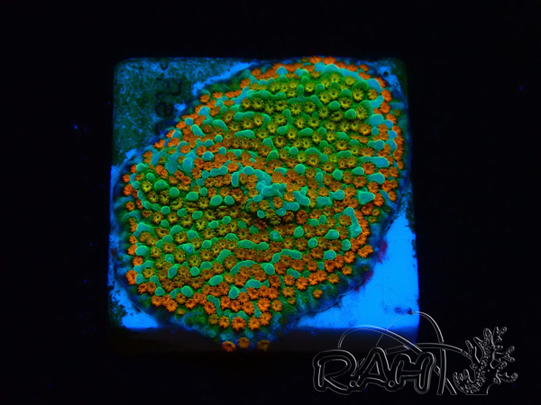 WYSIWYG Montipora Chili Pepper