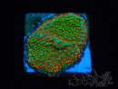 WYSIWYG Montipora Chili Pepper